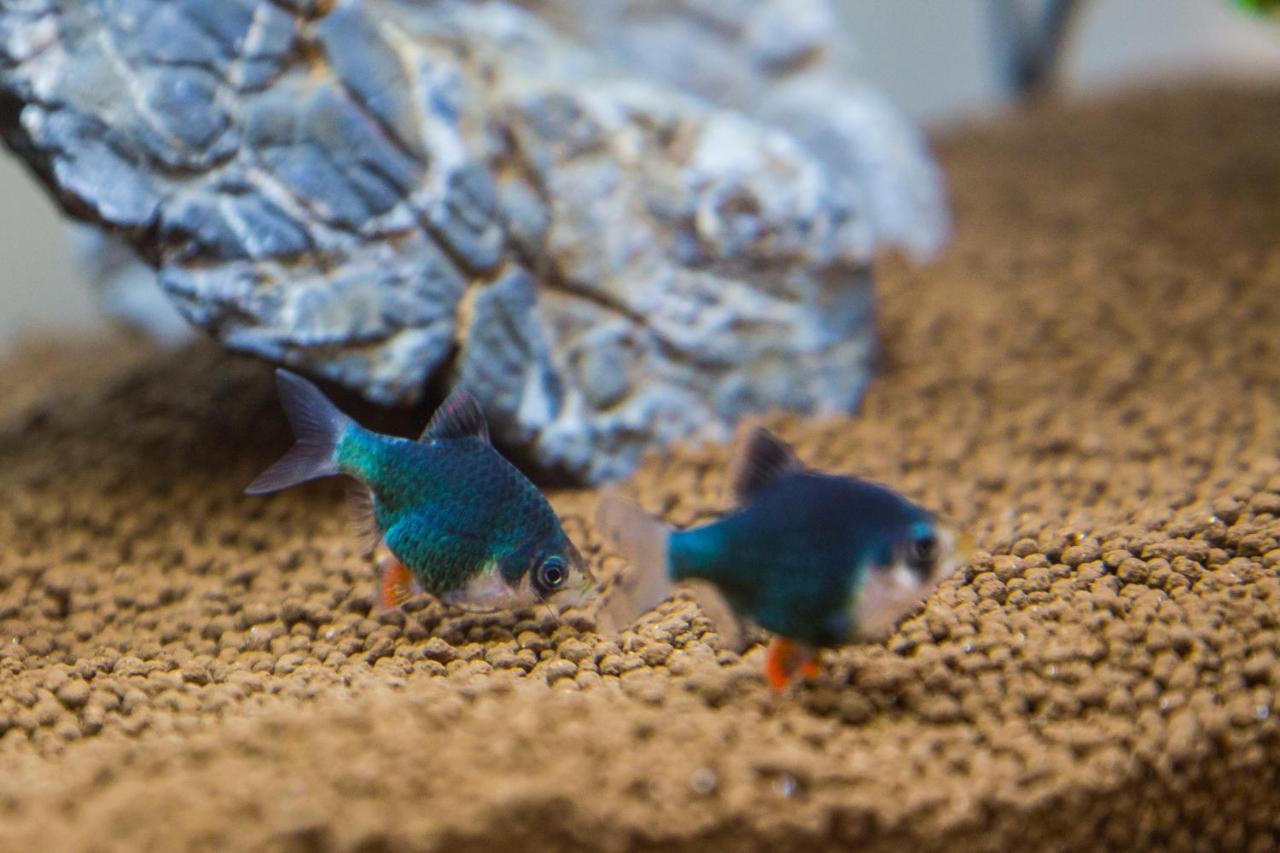 B&B Aquarium San Benedetto del Tronto Dış mekan fotoğraf